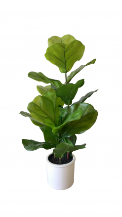 Fake fiddle leaf plant