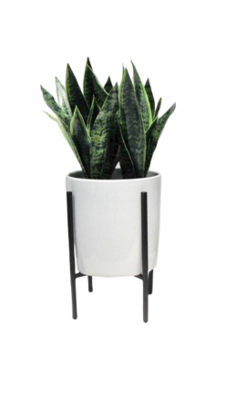 Fake Snake Plant in a white planter with black legs