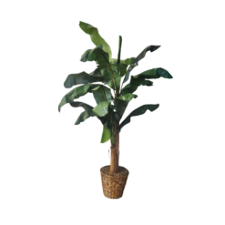 Faux banana plant with wide leaves standing over 7 feet tall. Brown pot.