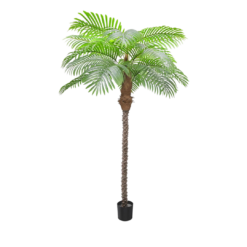 Palm Tree