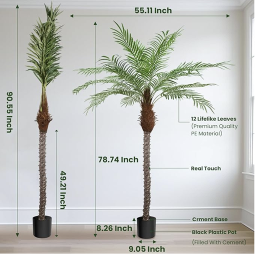 Showing the dimensions of 1 palm tree with a white background