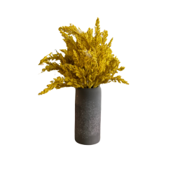 Solidago Plant